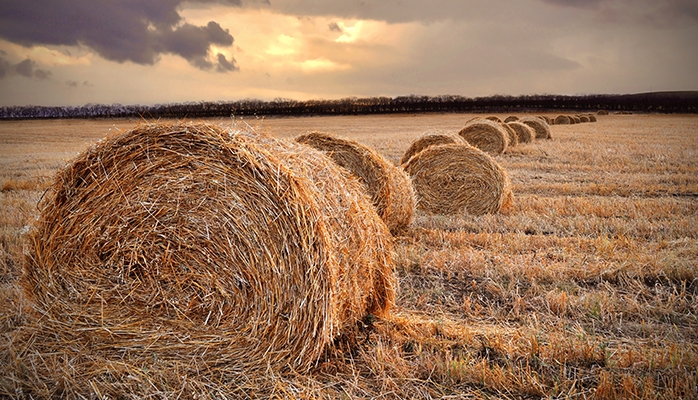 Refus d’agrément du bailleur en matière de cession du bail rural : les limites de l’abus de droit